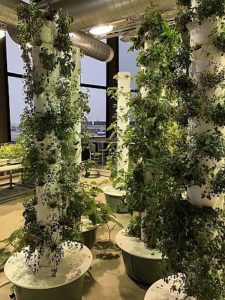 The aeroponic garden in Terminal 3's Rotunda provides fresh greens to restaurants. (Photo by Pamela McKuen)