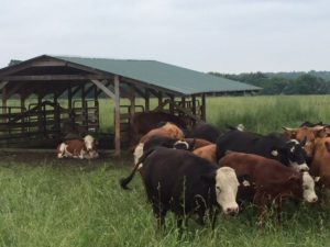 The cattle at All Grass feed on the organic pasture. (Photos by Jodie Jacobs)
