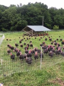 All Grass has turkeys now and will again have them for Thanksgiving.