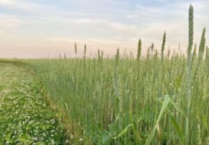 This field of Warthog, a hard red winter wheat, was pastel green not long ago. But with all the 90-degree days, it's dried down quickly, turning into the proverbial amber waves of grain. (Photo sourtesy of Janie's Mill